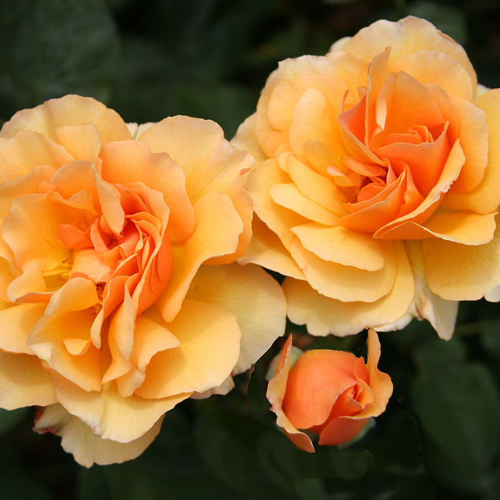 Royal Amber™