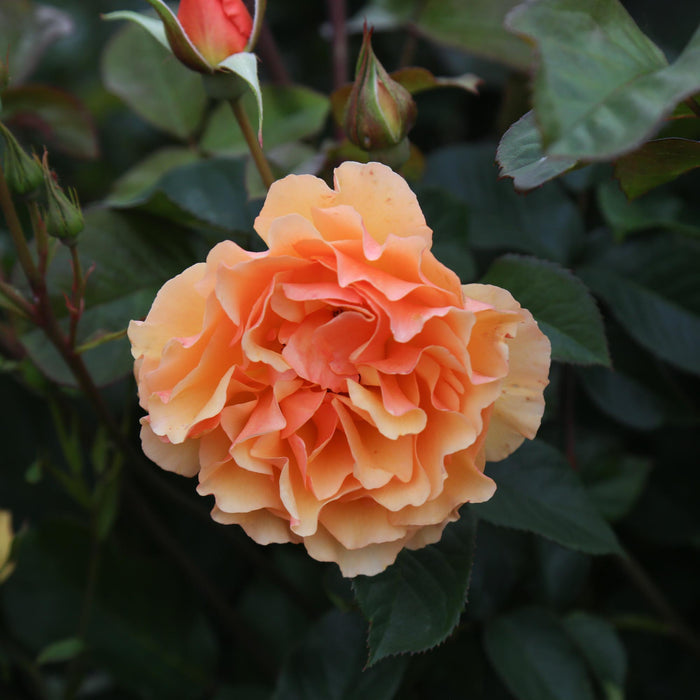 Royal Amber™