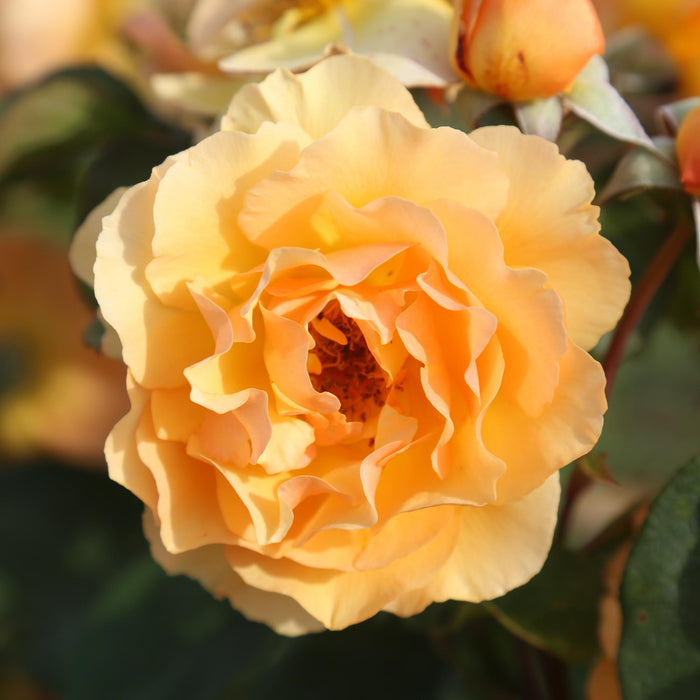 Royal Amber™