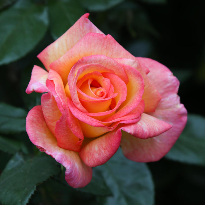 Sheila's Perfume