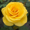 Sol Desire®
