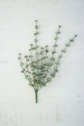 Succulent Bush