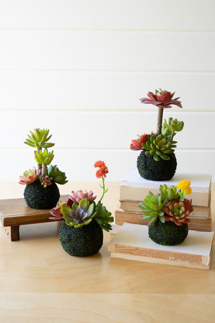 Succulent Moss Balls