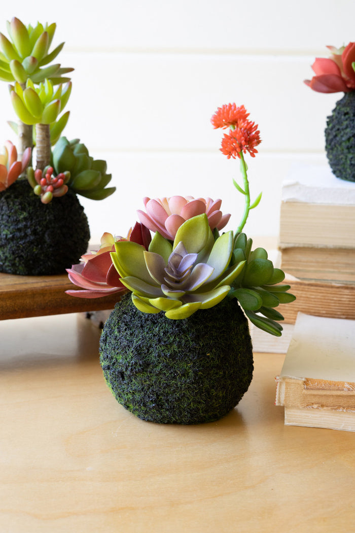Succulent Moss Balls