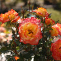 Sunita™