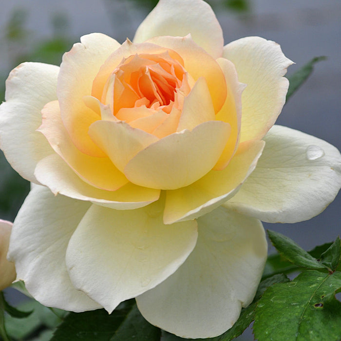 Tchaikovski®