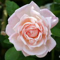 Tender Blush