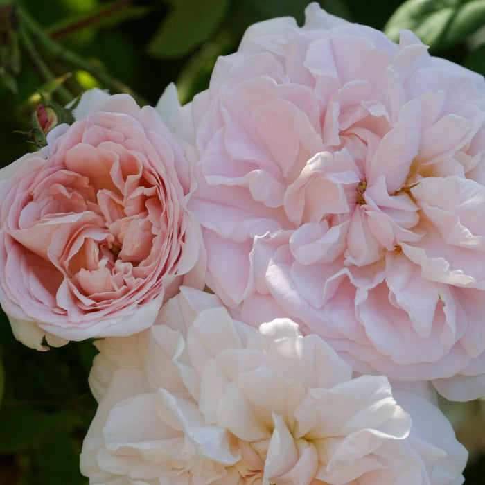 Tender Blush
