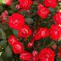 Veranda® Brilliant™