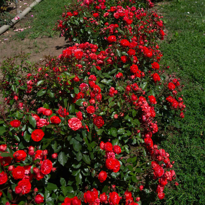 Veranda® Brilliant™