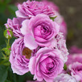 Veranda® Lavender