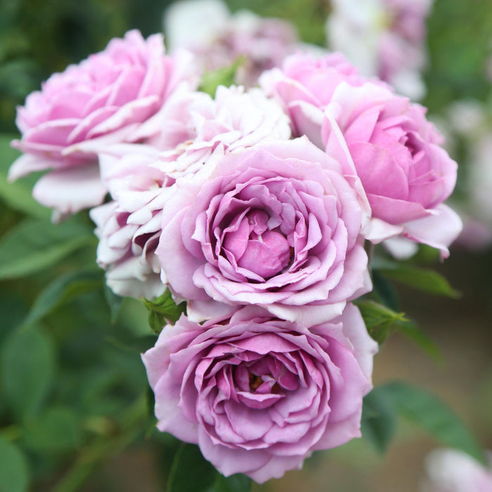 Veranda® Lavender