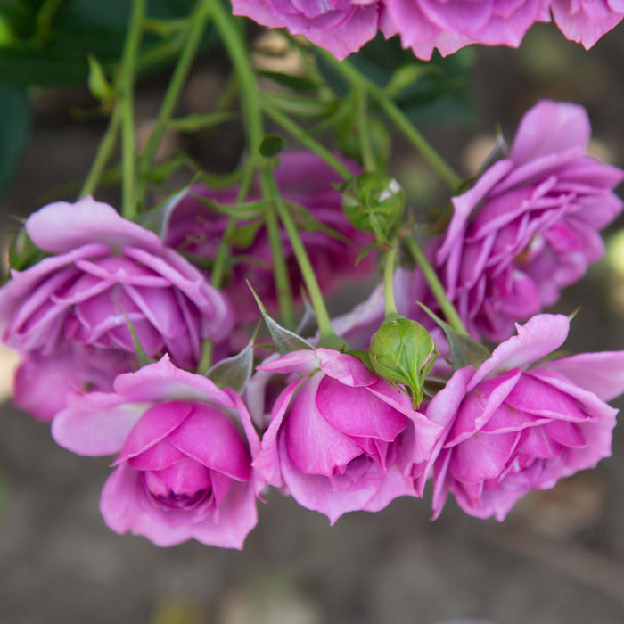 Veranda® Lavender