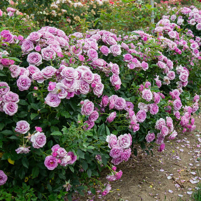 Veranda® Lavender