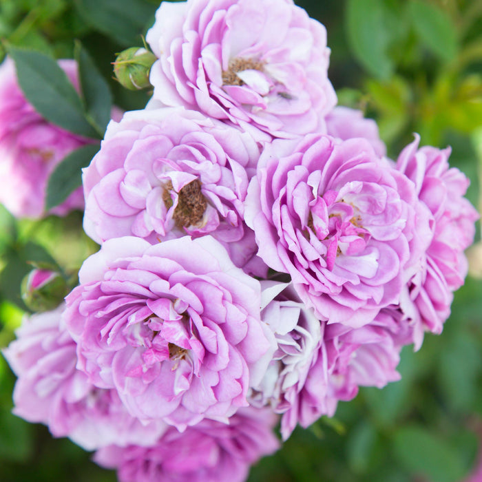 Veranda® Lavender