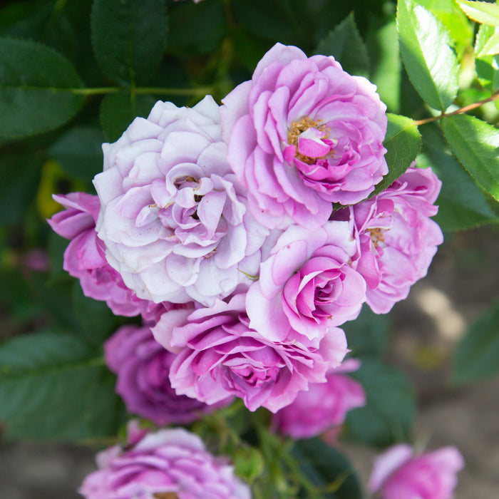 Veranda® Lavender