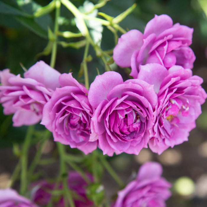 Veranda® Lavender