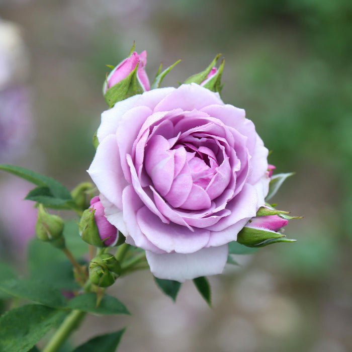 Veranda® Lavender