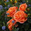 Veranda® Mango