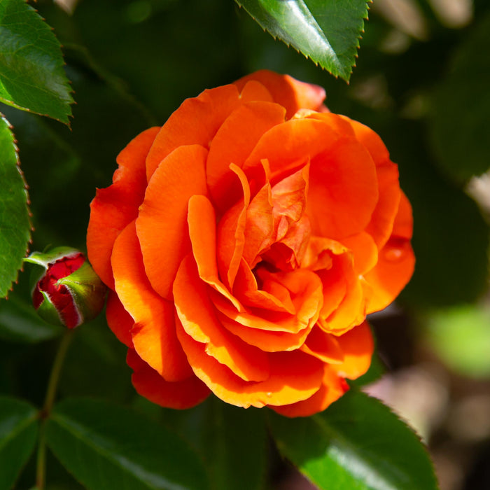 Veranda® Mango