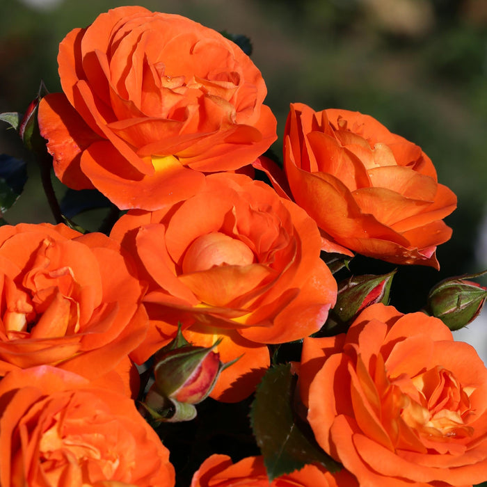Veranda® Mango