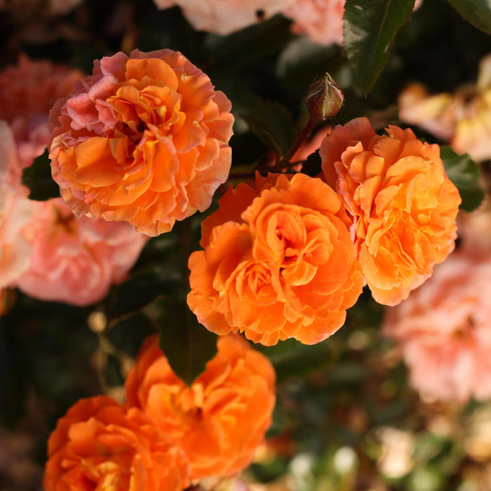 Veranda® Mango