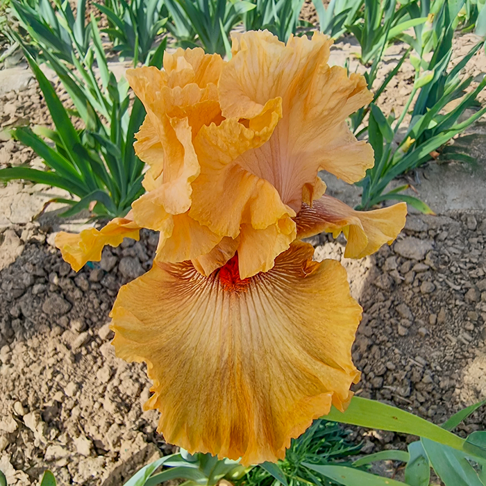 Whiskey Tango