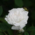 White Bath
