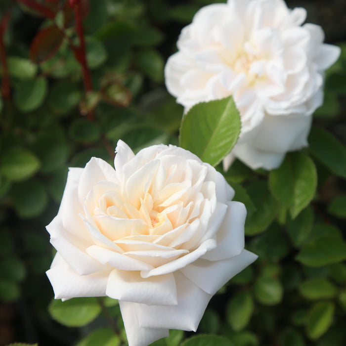 White Gold