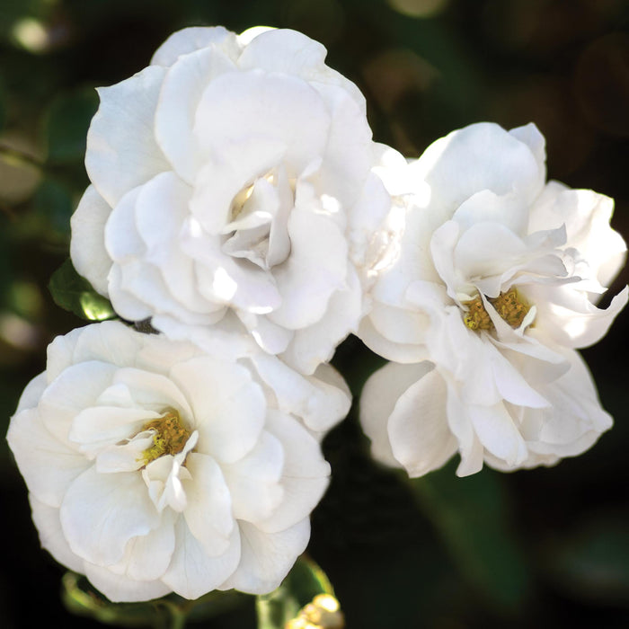 White Veranda®