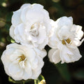 White Veranda®