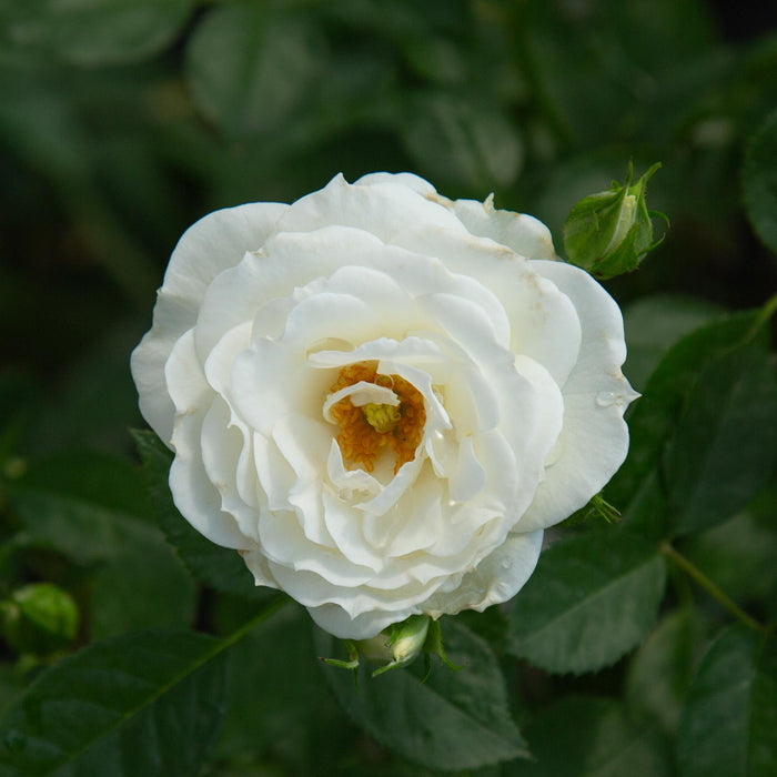White Veranda®