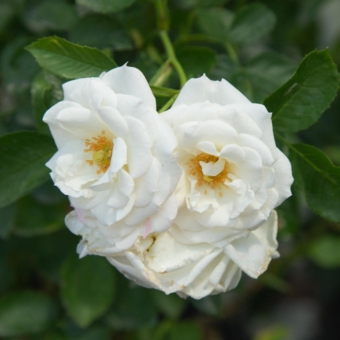 White Veranda®