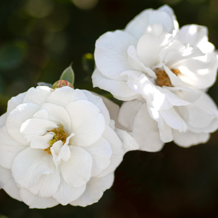 White Veranda®
