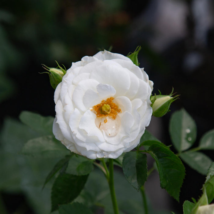 White Veranda®