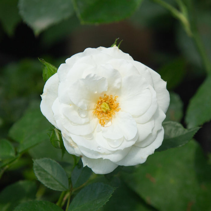 White Veranda®