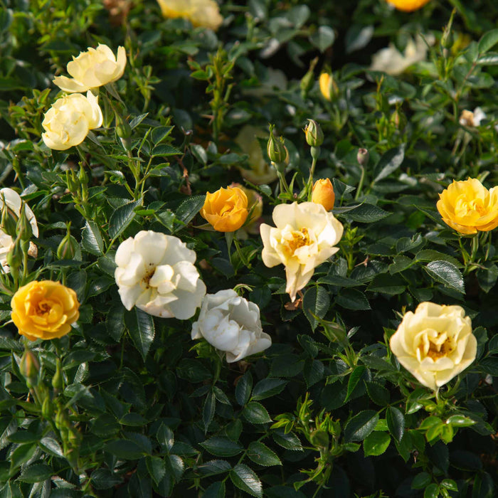 Yellow Fairy®